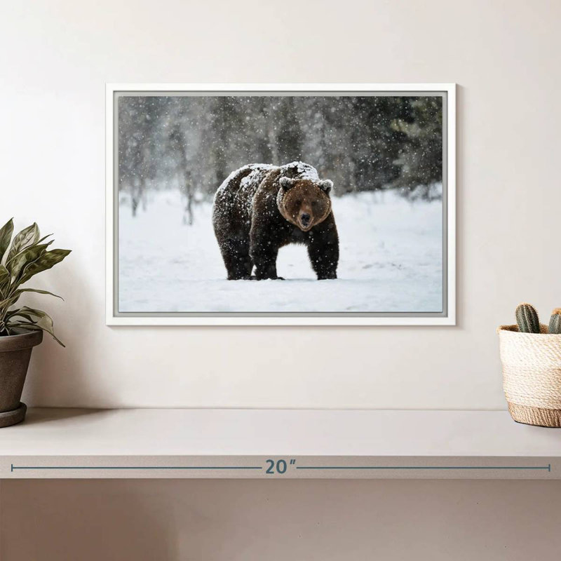 Ours grizzly d'hiver, Cadre flottant blanc, 13 po x 9 po