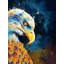 Eagle Eye, Bird Digital Illustration Print by Flo Meylan-65788873-65788875