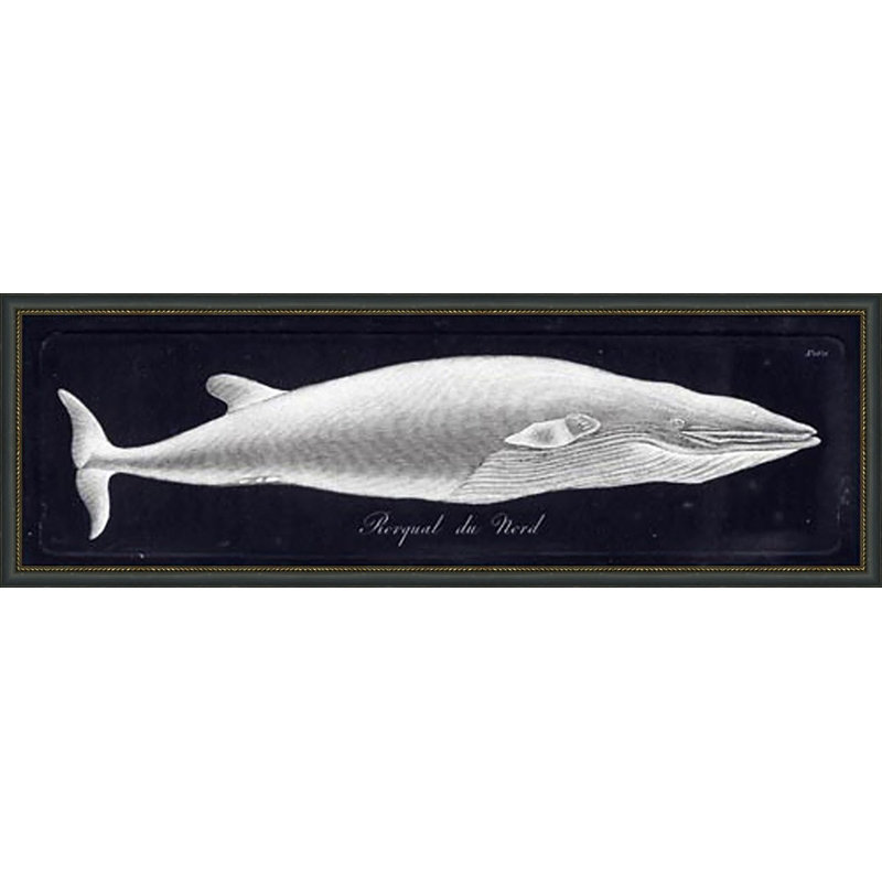 Rorqual Du Nord Painting
