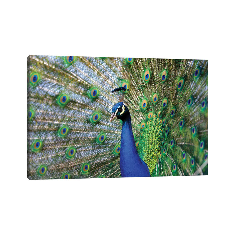 Beauty III by Goran Anastasovski - Wrapped Canvas Print, 20.32 cm H x 30.48 cm W