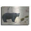 «Northern Wild Bear» par James Wiens-1557246281