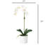 Orchid Arrangement In Pot-2037520823-2037520808