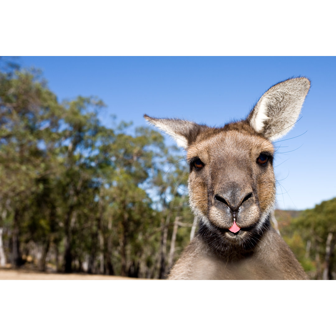 Fotografie auf Leinwand Känguru Close Up with Tongue Out von Arjay Photography