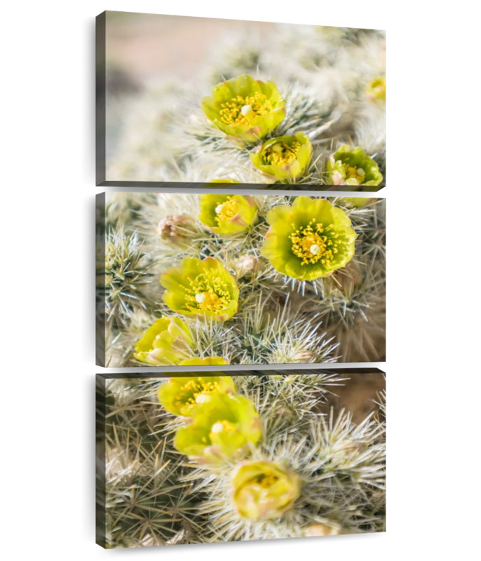 Silver Cholla Cactus