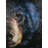 Le Beau Giclee by AFD Home 11158276 Grizzly Bear Gallery Wrap, 36-Inch by 48-Inch