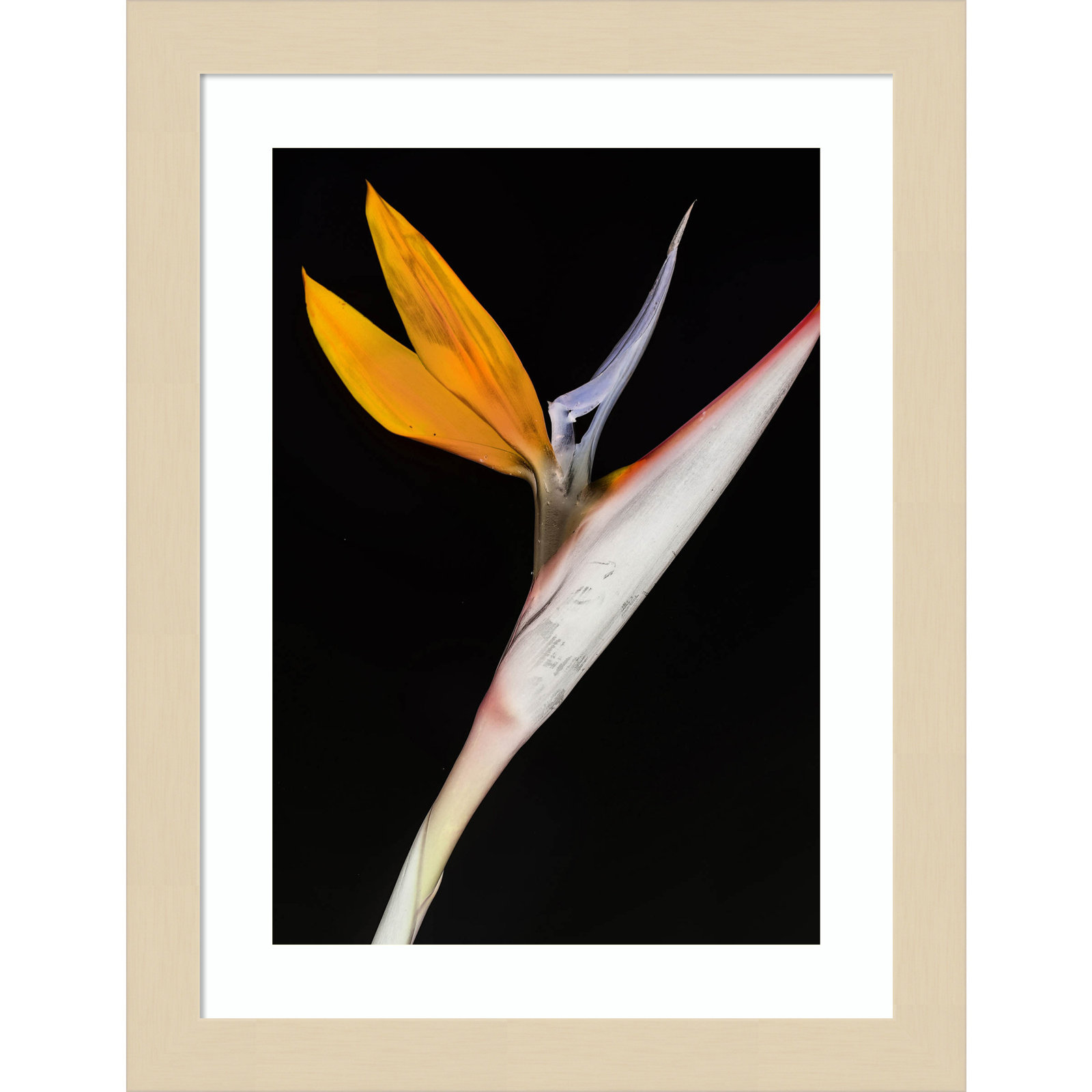 Olcott "Bird of Paradise" Print, Brown, 13" H x 10" W