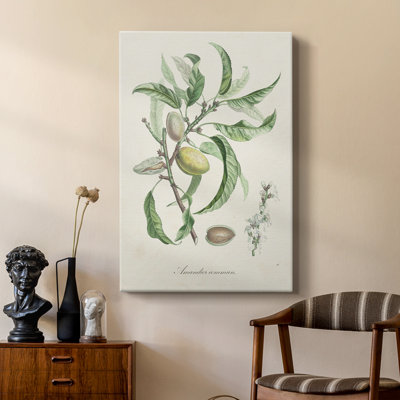 Amande antique botanique IV - galerie Cavas sur mesure