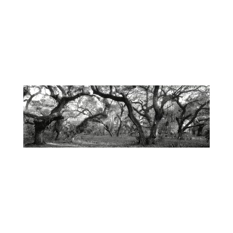 Oak Trees in a Forest, Lake Kissimmee State Park, Florida, USA 1 Piece Wrapped Canvas Panoramic Wall Art