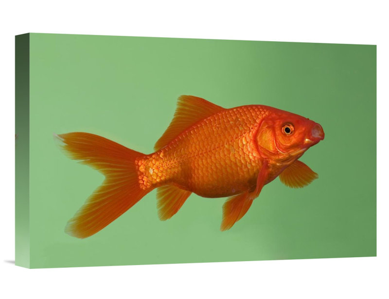 " Goldfish ", 20" H x 30" W