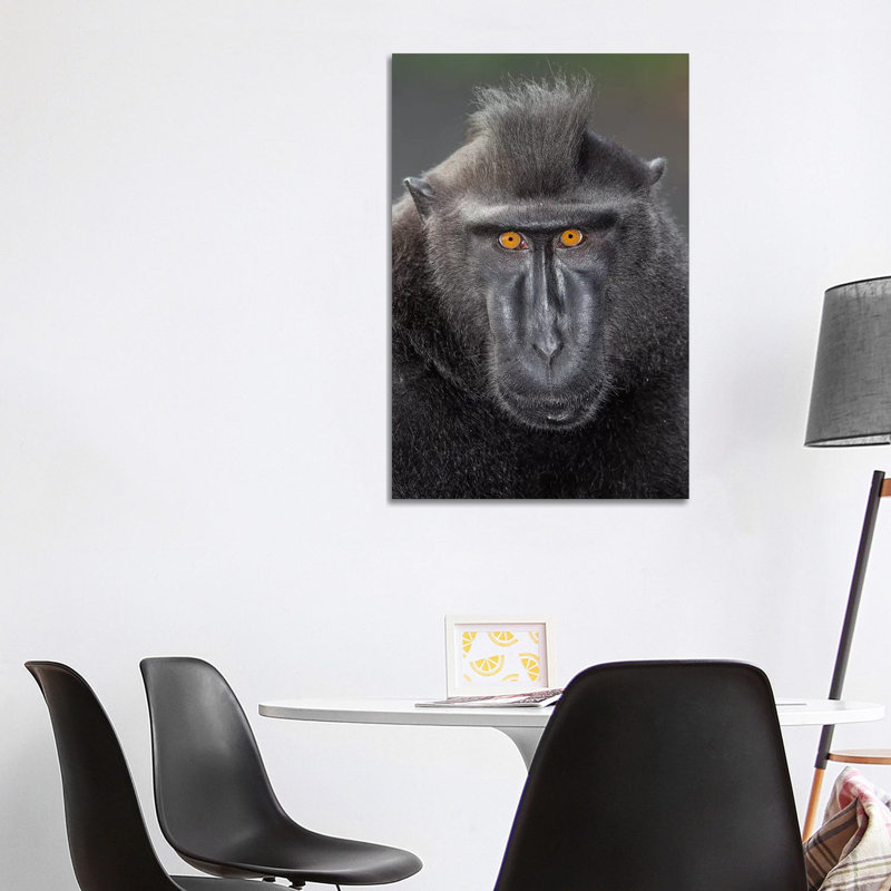 Black Crested Macaque Alpha Eye Contact by Mogens Trolle - Wrapped Canvas Print, 101.6 cm H x 66.04 cm W x 3.175 cm D