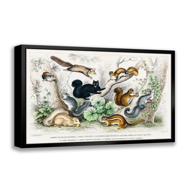 Écureuils variés, giclée sur toile avec cadre flottant, L 14 po x H 11 po