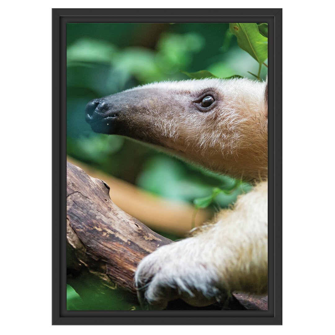 Gerahmtes Wandbild Nasenbär auf Ast