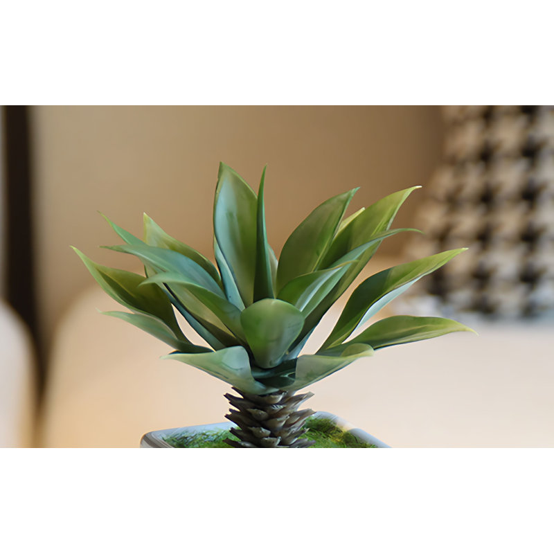 Bonsai 7,08 po