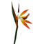 Fiori Bird Of Paradise Arrangement