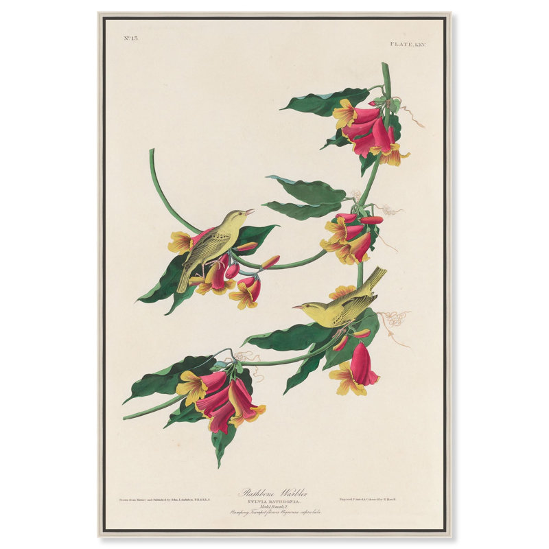 Art Remedy, reproduction d'art sur toile, fauvette de Rathbone, 1829, H 31 po x l 21 po, Cadre argenté flottant