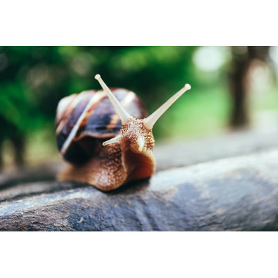 Spiral Shell. by Alice Fox - Wrapped Canvas Print