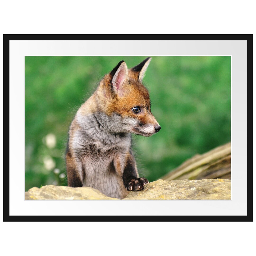 Gerahmtes Poster Junger Fuchs