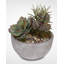 Faux Succulent in Stone Pot