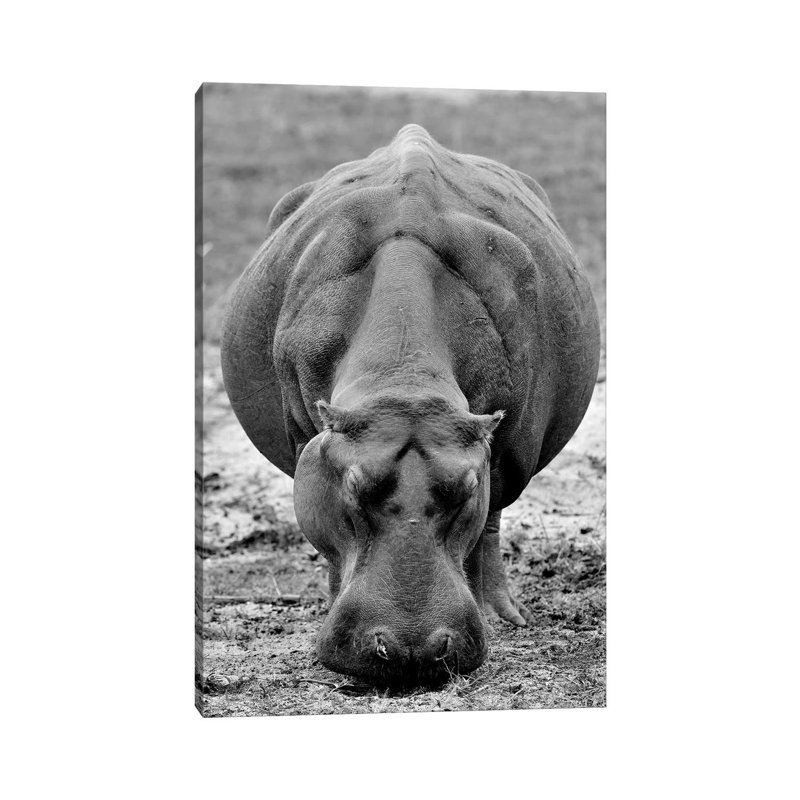 Grasing Hippo by Elmar Weiss - Wrapped Canvas Print, 66.04 cm H x 45.72 cm W