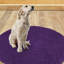 Tapis pour salle de bain Virginio-543441355