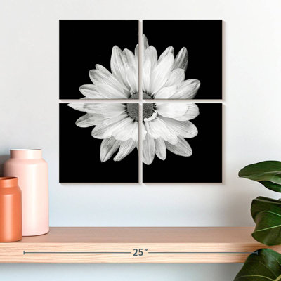 Harnek BW - marguerite blanche