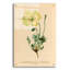 Art mural en verre acrylique épique «Papaver pyrenaicum» par Art Licensing Studio, 24 po x 36 po-674107952