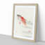 Two Carp by Ohara Koson - Framed Print-55614423-55614426