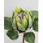 Green King Protea 23.5"-386055599
