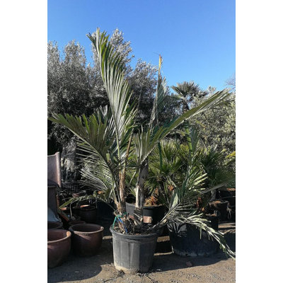 Dwarf Sugar Palm - Live Plant in a 3 Gallon Pot - Arenga Englerii - Extremely Rare and Unusual Ornamental Palms of Florida