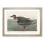 American Scooter Duck by John Audubon - 1 Piece Single Picture Frame Painting-55544859-55544868