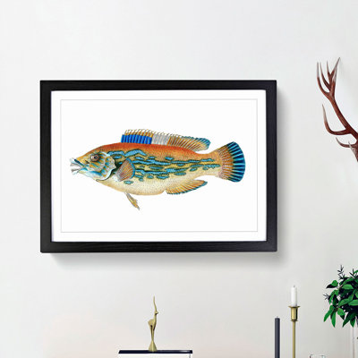 Striped Bass Fish by Edward Donovan - Picture Frame Art Print