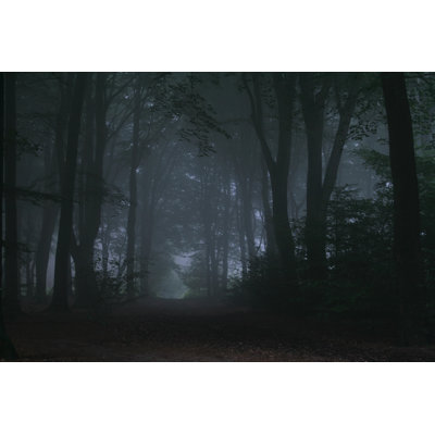 Dark and Foggy Forest by Amph