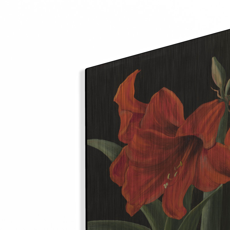 "Amaryllis" par Christopher Pierce, H 12 po x l 16 po
