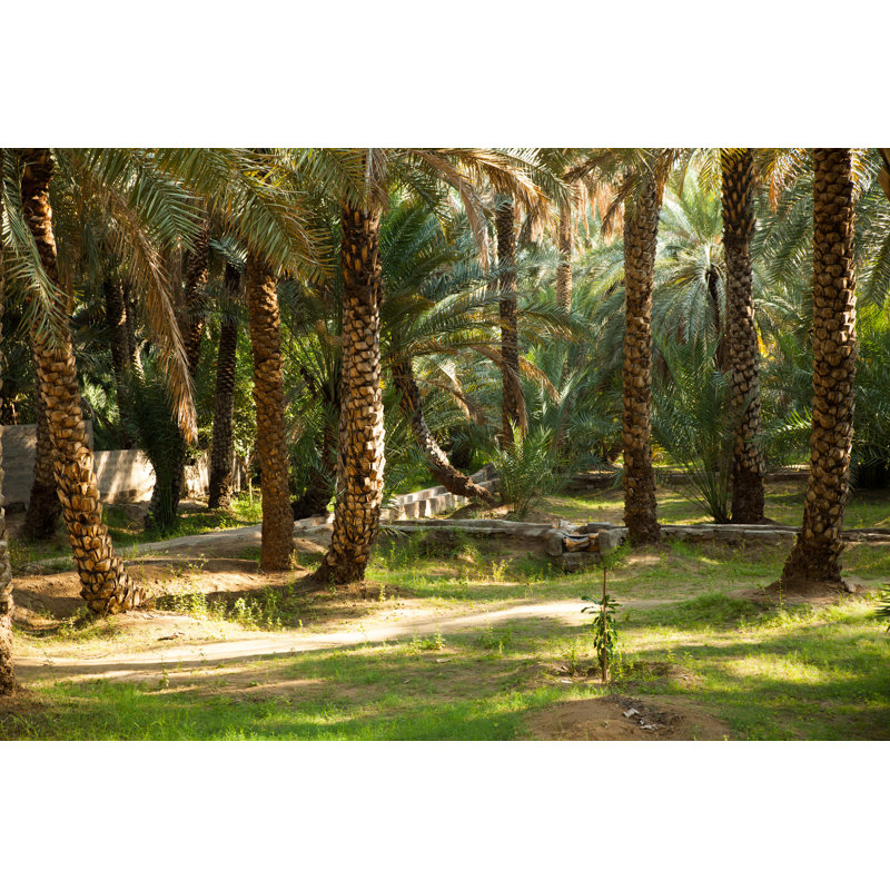 Al Ain Oasis by Brightstorm - Wrapped Canvas Print, 30cm H x 46cm W x 3.8cm D