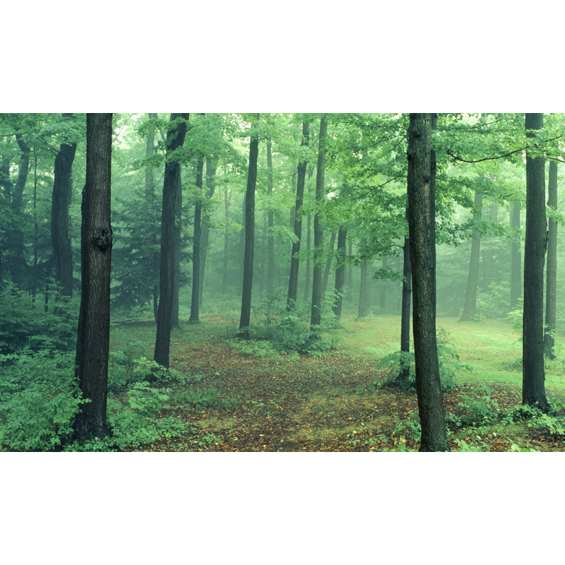 Landscape & Nature Non-Wall Damaging Window Decal, 40" H x 80" W x 0.02" D