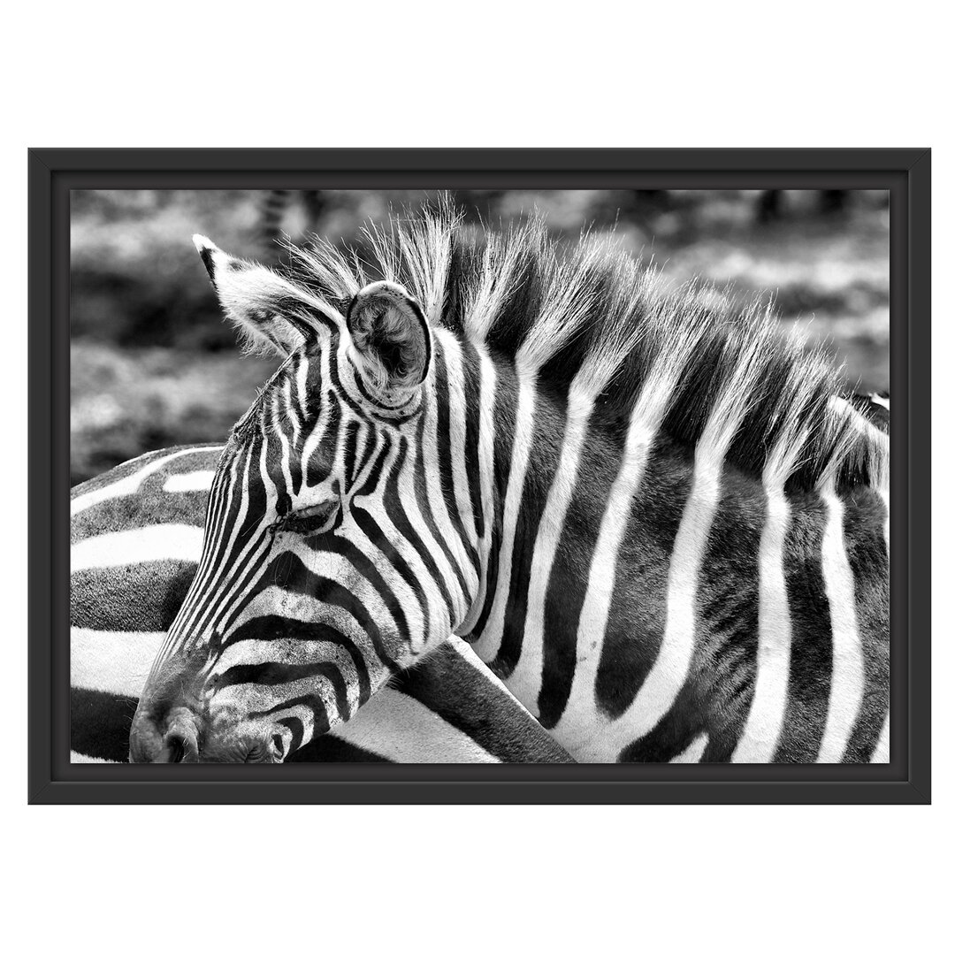 Gerahmtes Wandbild prÃ¤chtiges Zebra