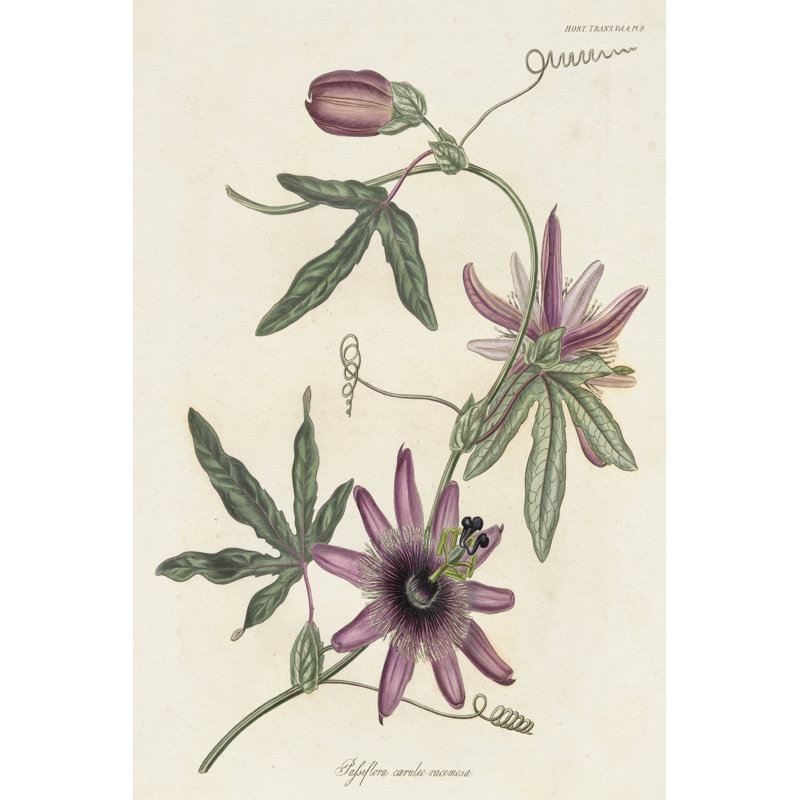 Lavender Blooms II - Wrapped Canvas Painting, 46cm H x 30cm W x 3.8cm D