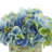Hydrangea Arrangement in Pot-29120476