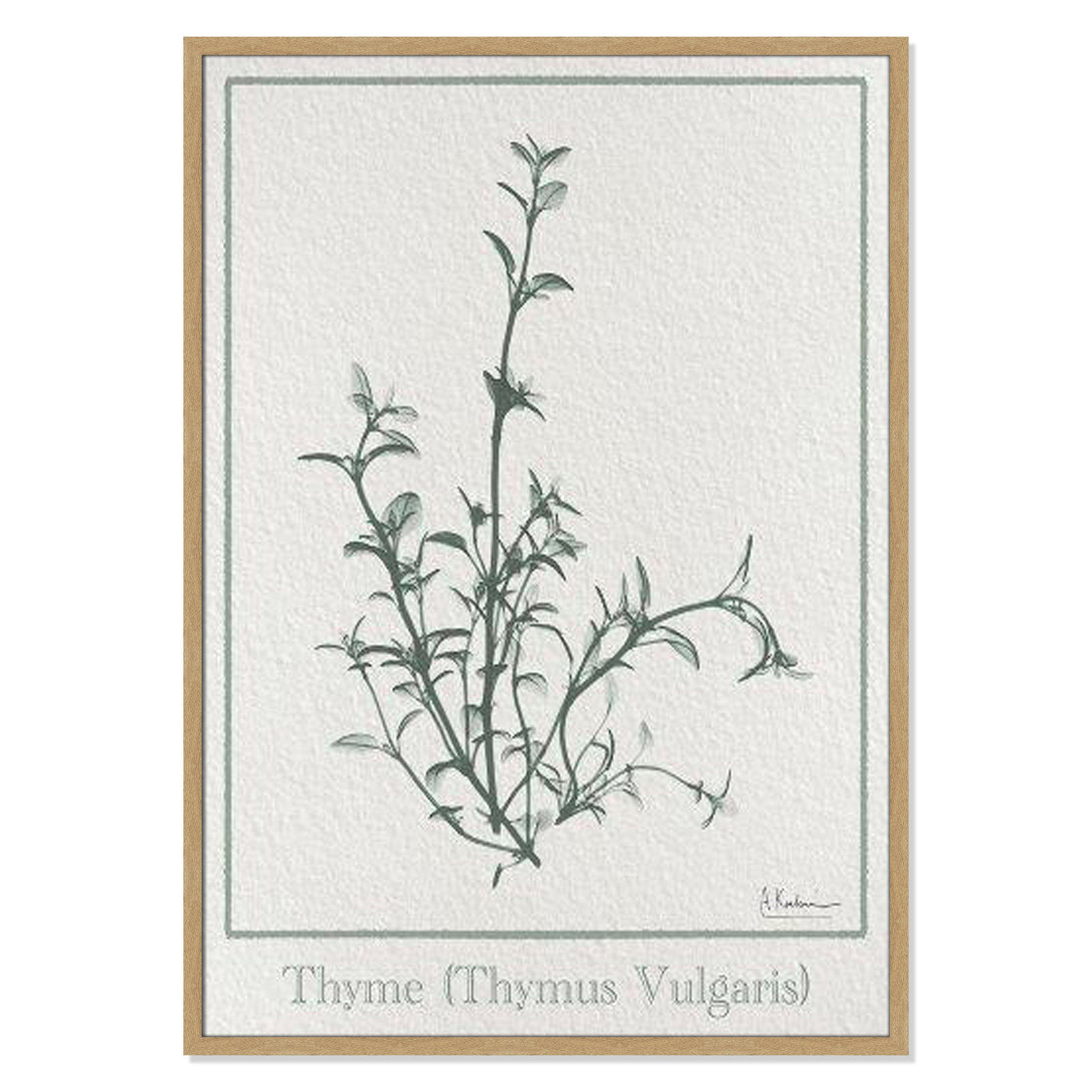 Jeanette "Thymus Vulgaris" Print, 41.5" H x 29.5" W x 1.25" D, Brown Framed Paper