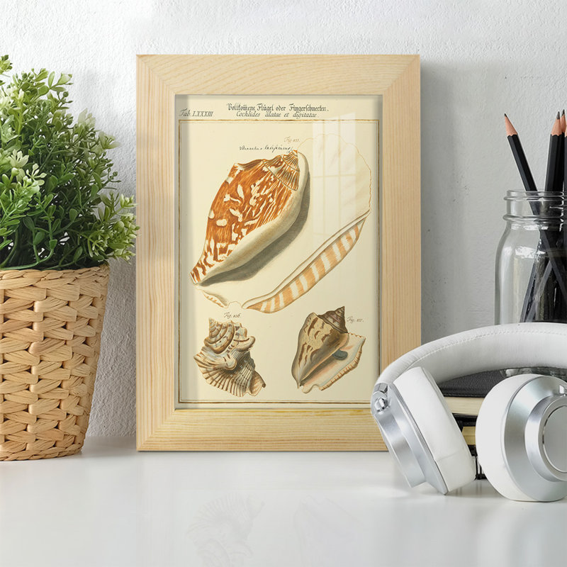 Coquilles de martini antique III sur papier, H 6 po x l 4 po x P 1 po, Naturel