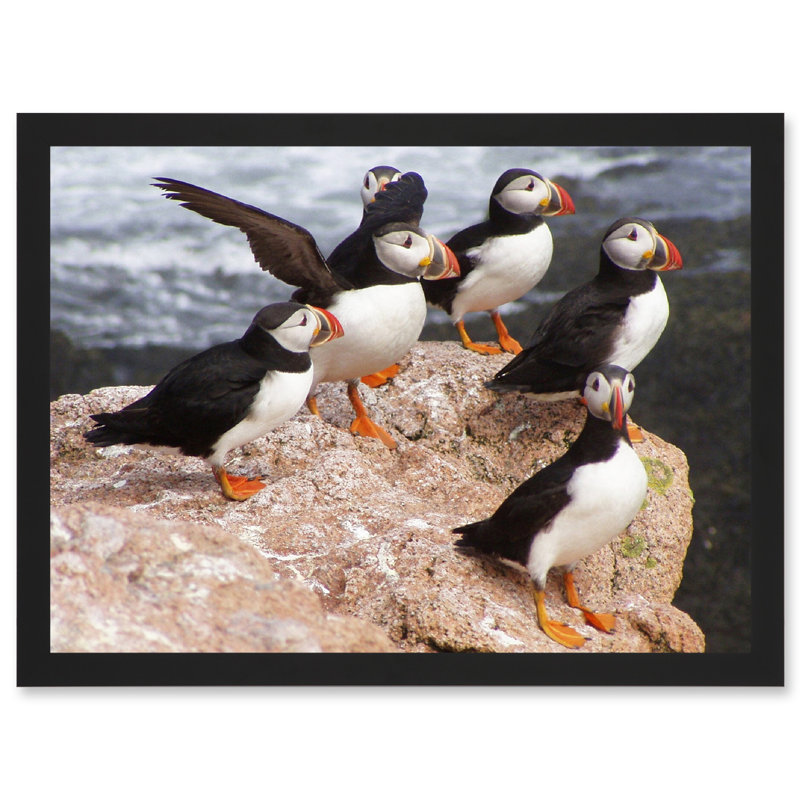 Animal North Atlantic Puffins Birds Beach Edge Of Ocean Rock - Single Picture Frame Print