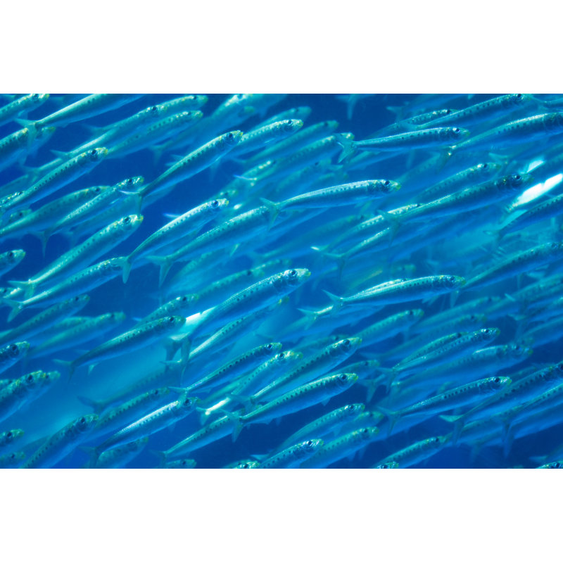 Harter Sardine by Y-studio - Wrapped Canvas Print, 61cm H x 91cm W x 3.8cm D