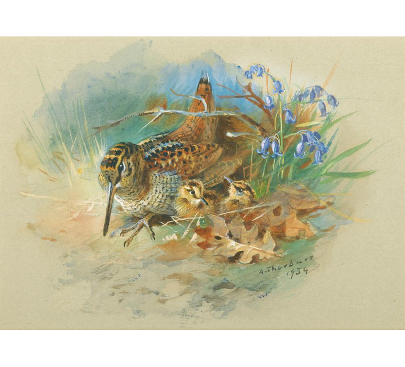 «Woodcock and Young» par Archibald Thorburn - Art mural sur toile tendue avec châssis, H 17 po x l 24 po