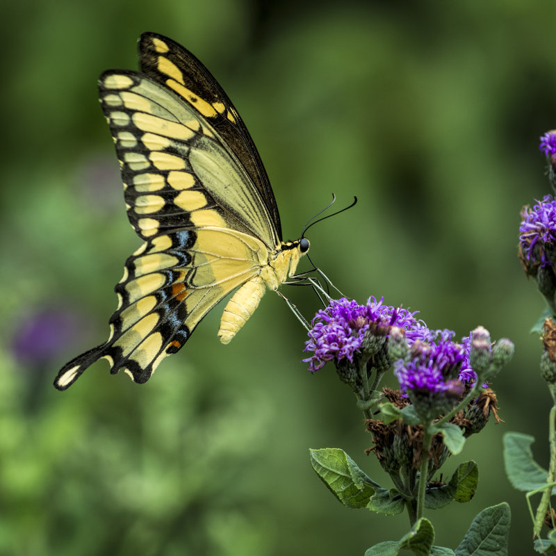 Marcellene Swallowtail Butterfly by Dean_Fikar - Wrapped Canvas Print, 76cm H x 76cm W x 3.8cm D