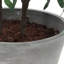 Uttermost Marisol olivier en pot