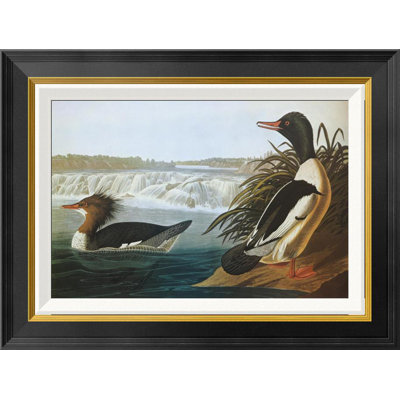 " Goosander " by James Audubon