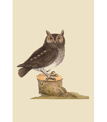 Reproduction d’art graphique, "little owl" par catesby catesby