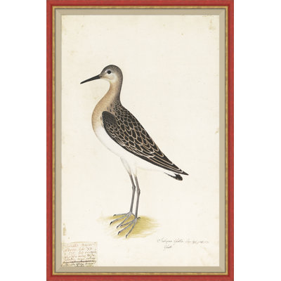 18th Century Bird Re-Strikes VIII Painting