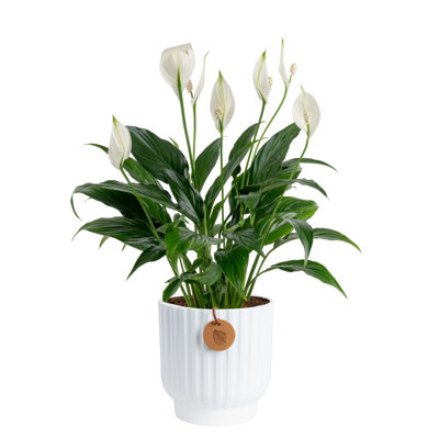 Peace Lily in Ceramic Planter