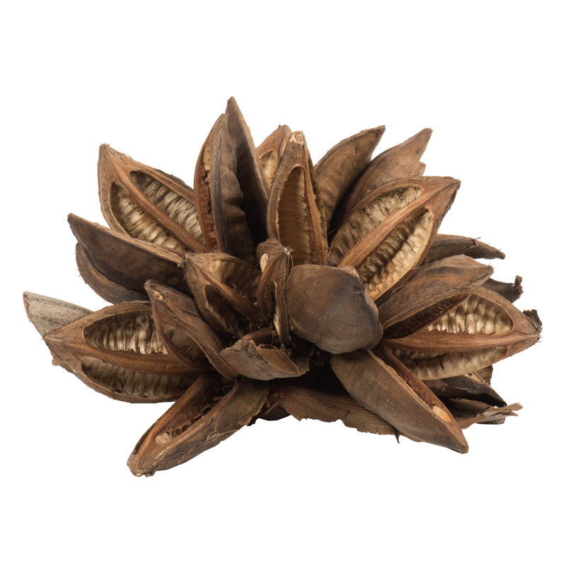 Vickerman All Natural Star Pod, Extra Large, Dried 8'' Plant